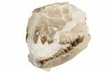 Partial, Fossil Oreodont Skull - South Dakota #198219-2